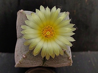Нажмите на изображение для увеличения.

Название:	Astrophytum myriostigma v.quadricostatum 2.003.jpg
Просмотров:	144
Размер:	166.5 Кб
ID:	540563
