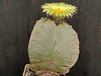 Нажмите на изображение для увеличения.

Название:	Astrophytum myriostigma v.quadricostatum 2.002.jpg
Просмотров:	146
Размер:	222.4 Кб
ID:	540564