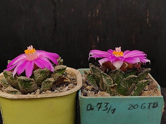 Нажмите на изображение для увеличения.

Название:	Roseocactus fissuratus v.hintonii 1&amp;2.002.jpg
Просмотров:	432
Размер:	158.7 Кб
ID:	540577
