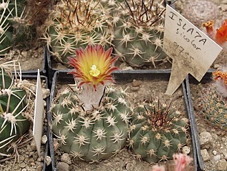 Нажмите на изображение для увеличения.

Название:	Eriosyce_islayensis_bicolor_SS_299'97_Bn1_ref-486.jpg
Просмотров:	69
Размер:	80.2 Кб
ID:	540587