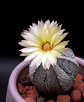 Нажмите на изображение для увеличения.

Название:	Astrophytum cv.    Snowwhite Jasenna.jpg
Просмотров:	337
Размер:	208.6 Кб
ID:	540631