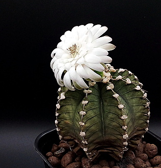 Нажмите на изображение для увеличения.

Название:	Gymnocalycium friedrichii VoS 01-014A.jpg
Просмотров:	348
Размер:	210.3 Кб
ID:	540633