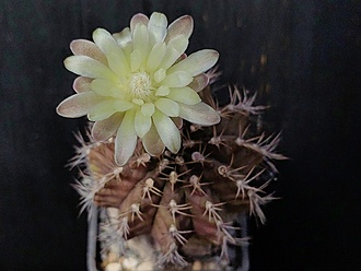 Нажмите на изображение для увеличения.

Название:	Gymnocalycium mihanovichii 1.007.jpg
Просмотров:	152
Размер:	148.6 Кб
ID:	540669