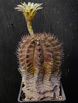 Нажмите на изображение для увеличения.

Название:	Gymnocalycium mihanovichii 1.006.jpg
Просмотров:	153
Размер:	213.1 Кб
ID:	540670