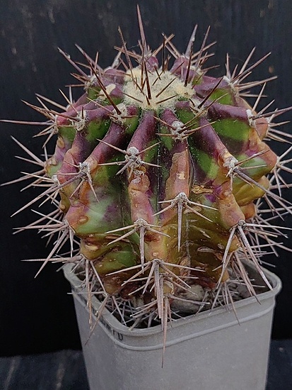 Нажмите на изображение для увеличения.

Название:	Echinocactus grandis 1.002.jpg
Просмотров:	61
Размер:	202.8 Кб
ID:	540835