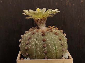 Нажмите на изображение для увеличения.  Название:	Astrophytum asterias 5.005.jpg Просмотров:	0 Размер:	148.5 Кб ID:	540901