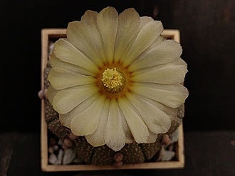 Нажмите на изображение для увеличения.  Название:	Astrophytum asterias 5.006.jpg Просмотров:	0 Размер:	135.7 Кб ID:	540902