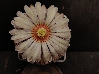 Нажмите на изображение для увеличения.

Название:	Astrophytum asterias cv.”Super cabuto” 2.007.jpg
Просмотров:	341
Размер:	142.5 Кб
ID:	540907