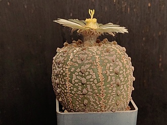 Нажмите на изображение для увеличения.

Название:	Astrophytum asterias cv.”Super cabuto” 2.006.jpg
Просмотров:	332
Размер:	168.8 Кб
ID:	540908
