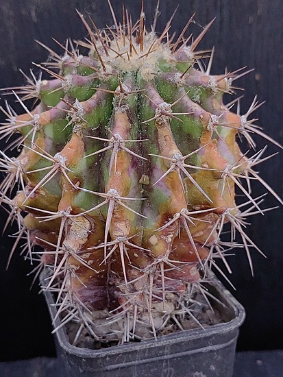 Нажмите на изображение для увеличения.

Название:	Echinocactus palmeri 1.002.jpg
Просмотров:	62
Размер:	227.4 Кб
ID:	540938