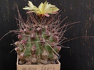 Нажмите на изображение для увеличения.

Название:	Hamatocactus hamatocanthus v.davisii 1.004.jpg
Просмотров:	76
Размер:	210.3 Кб
ID:	540956