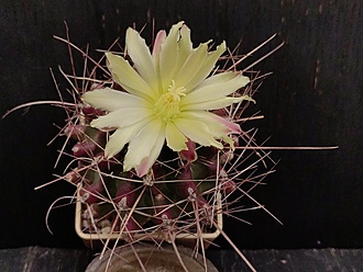 Нажмите на изображение для увеличения.

Название:	Hamatocactus hamatocanthus v.davisii 1.005.jpg
Просмотров:	76
Размер:	172.5 Кб
ID:	540957