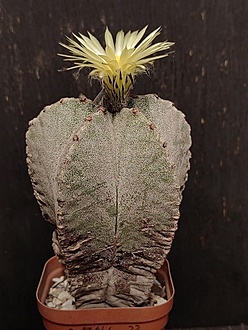 Нажмите на изображение для увеличения.

Название:	Astrophytum myriostigma 1.004.jpg
Просмотров:	279
Размер:	215.9 Кб
ID:	540959