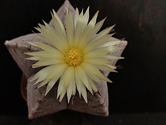 Нажмите на изображение для увеличения.

Название:	Astrophytum myriostigma 1.005.jpg
Просмотров:	268
Размер:	132.6 Кб
ID:	540960