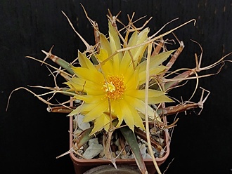 Нажмите на изображение для увеличения.

Название:	Leuchtenbergia principis 3.003.jpg
Просмотров:	79
Размер:	157.8 Кб
ID:	540963