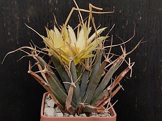 Нажмите на изображение для увеличения.

Название:	Leuchtenbergia principis 3.002.jpg
Просмотров:	80
Размер:	187.0 Кб
ID:	540964