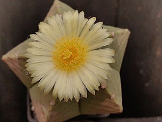 Нажмите на изображение для увеличения.

Название:	Astrophytum myriostigma fa.nudum 1.007.jpg
Просмотров:	209
Размер:	144.5 Кб
ID:	541012