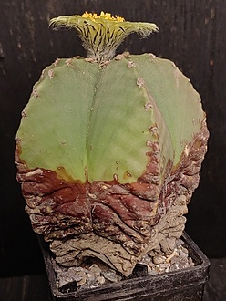 Нажмите на изображение для увеличения.

Название:	Astrophytum myriostigma fa.nudum 1.006.jpg
Просмотров:	206
Размер:	197.6 Кб
ID:	541013