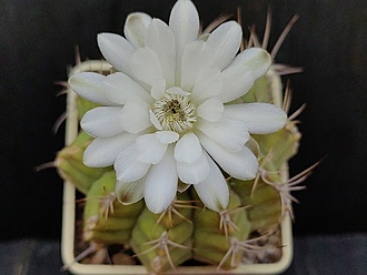 Нажмите на изображение для увеличения.

Название:	Gymnocalycium tudae 2.005.jpg
Просмотров:	58
Размер:	141.3 Кб
ID:	541015
