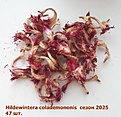 Нажмите на изображение для увеличения.

Название:	Hildewintera colademononis  сезон 2025.jpg
Просмотров:	192
Размер:	239.1 Кб
ID:	541030