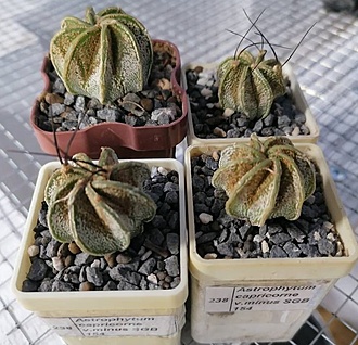 Нажмите на изображение для увеличения.

Название:	Astrophytum capricorne v.minus SGB 154.jpg
Просмотров:	136
Размер:	157.4 Кб
ID:	541082