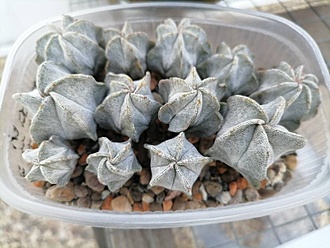 Нажмите на изображение для увеличения.

Название:	Astrophytum myriostigma v. strongylogonum RS 144.jpg
Просмотров:	136
Размер:	166.8 Кб
ID:	541083