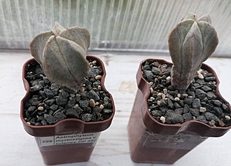 Нажмите на изображение для увеличения.

Название:	Astrophytum myriostigma v. tulense PP 480.jpg
Просмотров:	135
Размер:	124.2 Кб
ID:	541084