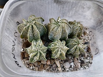 Нажмите на изображение для увеличения.

Название:	Astrophytum niveum P 270.jpg
Просмотров:	132
Размер:	182.8 Кб
ID:	541086