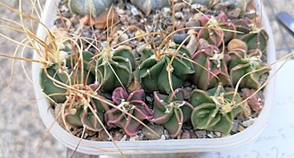 Нажмите на изображение для увеличения.

Название:	Astrophytum senile v. aureum P 289.jpg
Просмотров:	151
Размер:	135.2 Кб
ID:	541088