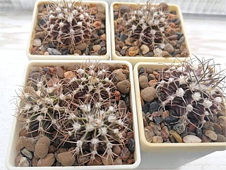 Нажмите на изображение для увеличения.

Название:	Gymnocalycium friedrichii STO 1619.jpg
Просмотров:	149
Размер:	84.0 Кб
ID:	541089