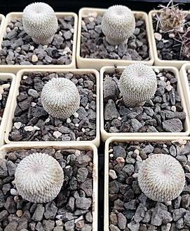 Нажмите на изображение для увеличения.

Название:	Epithelantha micromeris.jpg
Просмотров:	149
Размер:	211.4 Кб
ID:	541090
