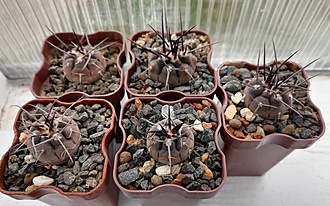 Нажмите на изображение для увеличения.

Название:	Gymnocalycium bozsingianum P 205.jpg
Просмотров:	150
Размер:	185.3 Кб
ID:	541091
