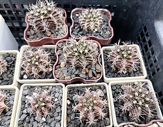 Нажмите на изображение для увеличения.

Название:	Gymnocalycium friedrichii STO 1673.jpg
Просмотров:	149
Размер:	251.6 Кб
ID:	541092