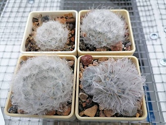 Нажмите на изображение для увеличения.

Название:	Mammillaria plumosa v. Icamol.jpg
Просмотров:	144
Размер:	169.7 Кб
ID:	541100