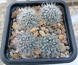 Нажмите на изображение для увеличения.

Название:	Mammillaria hemisphaerica RS 100.jpg
Просмотров:	141
Размер:	209.5 Кб
ID:	541102