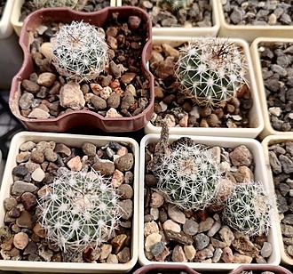 Нажмите на изображение для увеличения.

Название:	aGymnocactus saueri ssp. nellisae PP 462.jpg
Просмотров:	144
Размер:	224.5 Кб
ID:	541105