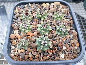 Нажмите на изображение для увеличения.

Название:	Turbinicarpus swobodae.jpg
Просмотров:	143
Размер:	226.8 Кб
ID:	541107