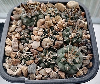 Нажмите на изображение для увеличения.

Название:	Turbinicarpus rioverdensis ssp. paoli BO 494.jpg
Просмотров:	141
Размер:	218.8 Кб
ID:	541108