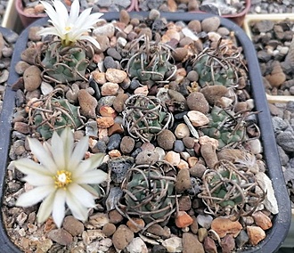Нажмите на изображение для увеличения.

Название:	Turbinicarpus schmiedickeanus ssp. Schwarzii SB756.jpg
Просмотров:	142
Размер:	219.7 Кб
ID:	541109