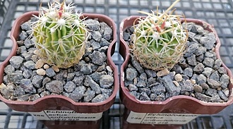 Нажмите на изображение для увеличения.

Название:	Echinofossulocactus anfractulosus CSD 019.jpg
Просмотров:	161
Размер:	171.6 Кб
ID:	541111