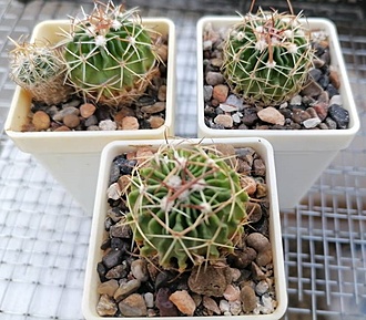 Нажмите на изображение для увеличения.

Название:	Echinofossulocactus pentacanthus PP 408.jpg
Просмотров:	157
Размер:	155.3 Кб
ID:	541112