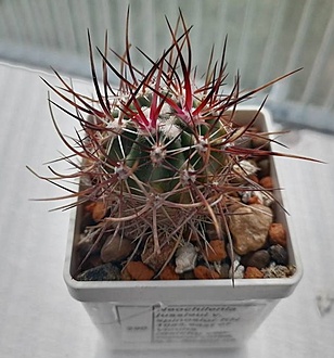 Нажмите на изображение для увеличения.

Название:	Neochilenia jussieui v. spinosior KH 1085,east of Vicuna  (Bercht).jpg
Просмотров:	158
Размер:	115.6 Кб
ID:	541114