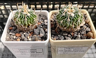 Нажмите на изображение для увеличения.

Название:	Echinofossulocactus spec. Chaco Blanco RS 2497.jpg
Просмотров:	160
Размер:	167.3 Кб
ID:	541115