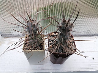 Нажмите на изображение для увеличения.

Название:	aaTephrocactus articulatus v papyracanthus VG 656a.jpg
Просмотров:	146
Размер:	189.1 Кб
ID:	541118