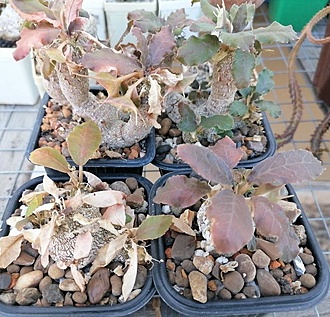 Нажмите на изображение для увеличения.

Название:	Dorstenia foetida.jpg
Просмотров:	146
Размер:	227.5 Кб
ID:	541120