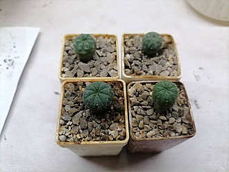 Нажмите на изображение для увеличения.

Название:	Euphorbia obesa.jpg
Просмотров:	147
Размер:	137.5 Кб
ID:	541122