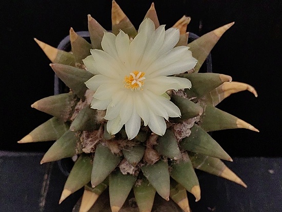 Нажмите на изображение для увеличения.

Название:	Ariocarpus trigonus 1.008.jpg
Просмотров:	111
Размер:	140.3 Кб
ID:	541242