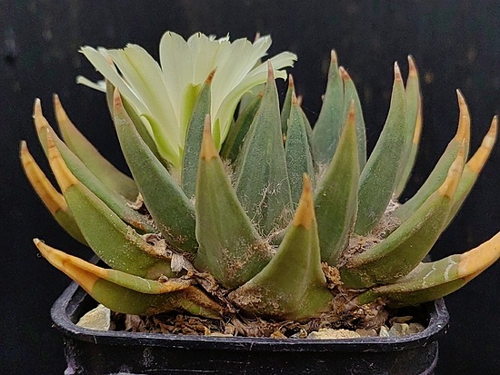 Нажмите на изображение для увеличения.

Название:	Ariocarpus trigonus 1.007.jpg
Просмотров:	109
Размер:	196.0 Кб
ID:	541243