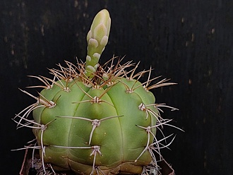 Нажмите на изображение для увеличения.

Название:	Gymnocalycium fleischerianum 1.001.jpg
Просмотров:	277
Размер:	148.7 Кб
ID:	541387