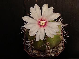 Нажмите на изображение для увеличения.

Название:	Gymnocalycium fleischerianum 1.003.jpg
Просмотров:	271
Размер:	118.7 Кб
ID:	541388